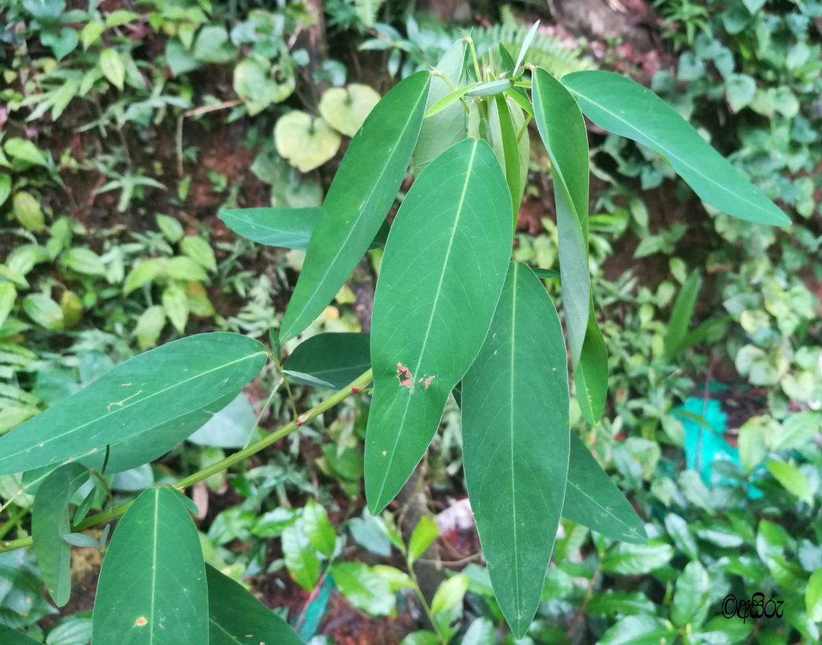 Codariocalyx motorius (Houtt.) H.Ohashi